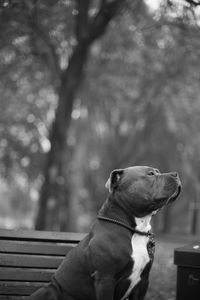 Close-up of dog sitting outdoors