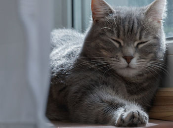 Close-up of cat resting at home