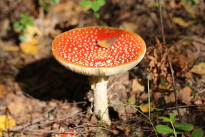 Poisonous mushrooms forest