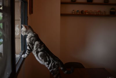 Close-up of cat relaxing