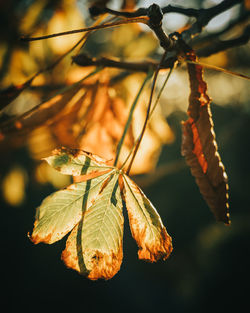 Close-up of leaves on branch