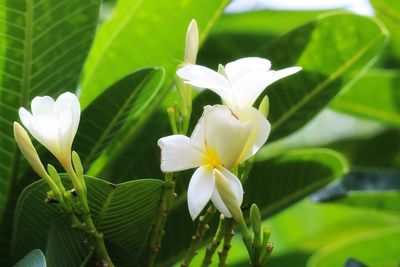 Close-up of white flowering plant