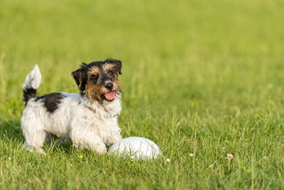 Portrait of dog on field