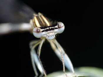 Close-up of insect on black background