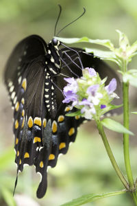 Close-up of butterfly pollinating on flower