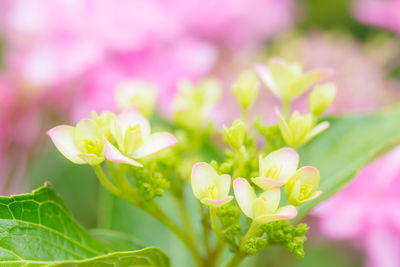 Close-up of pink flowering plant