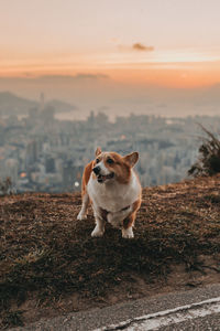 Dog looking away while standing on land