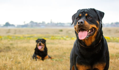 Portrait of rottweilers on field against sky