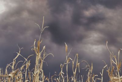 Smoke clouds from wildfires in wyoming and colorado make their way to the corn fields of colorado.