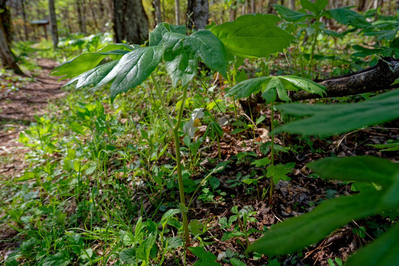 green, plant, natural environment, rainforest, forest, vegetation, leaf, land, woodland, jungle, nature, growth, tree, beauty in nature, plant part, tranquility, flower, old-growth forest, no people, environment, day, garden, landscape, outdoors, tranquil scene, scenics - nature, field, tree trunk, wetland, trunk, non-urban scene, tropics, lush foliage, freshness, foliage