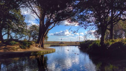 Reflection of trees in water