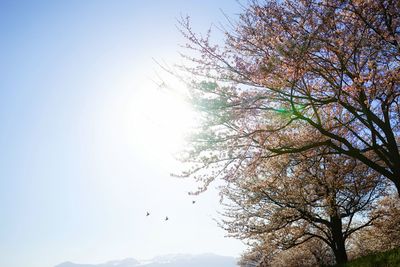 Low angle view of trees against clear sky