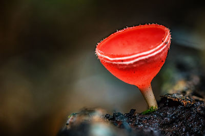 Close-up of red mushroom growing on land