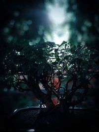 Close-up of tree against sky