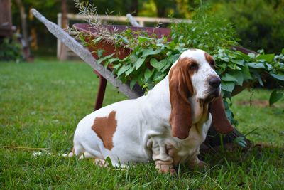 View of a dog sitting on field