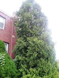 Low angle view of tree against building