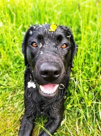 Portrait of black dog