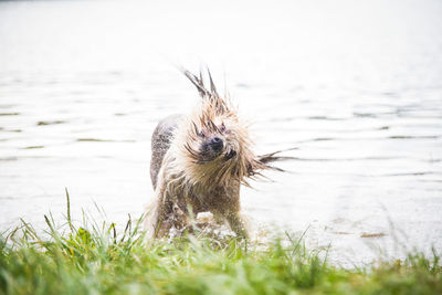 View of an animal against lake