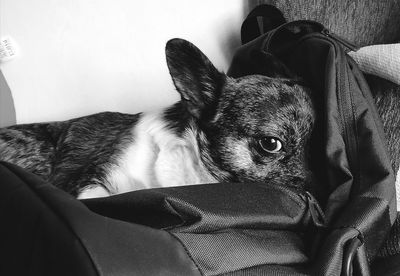 Close-up portrait of a dog resting at home