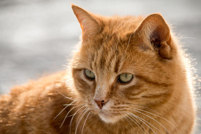 Close-up portrait of a cat