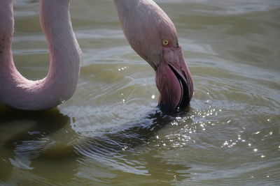 Close-up of bird in water