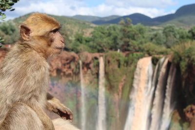 Monkey looking away on mountain