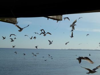 Flock of seagulls flying over sea