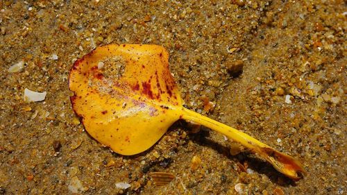 Close-up of crab on ground