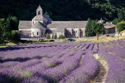 Purple flowering plants on field by building