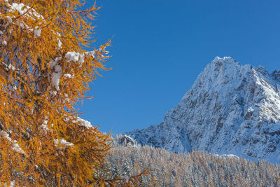 Orange larch tree and in the background snow-capped forest and dolomite mountain