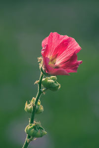 Close-up of pink flowering plant