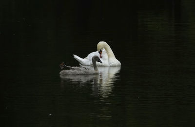 Swan family cleaning its feathers on the lake at evening on water