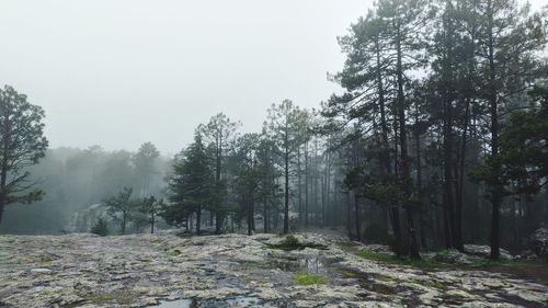 Trees in forest against sky