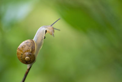 Close-up of snail on leaf