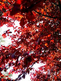 Low angle view of maple tree