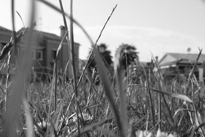 Close-up of plants on field against sky