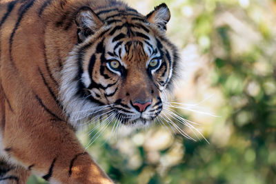 Close-up of alert tiger walking