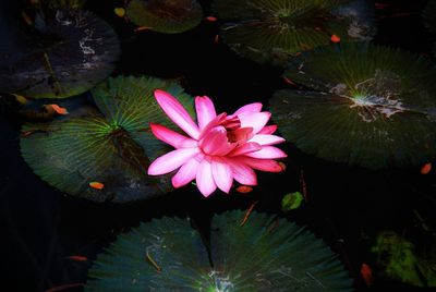 High angle view of lotus water lily in pond