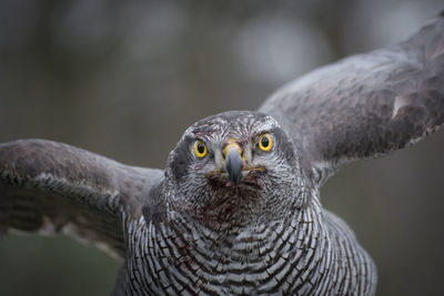 Close-up portrait of owl