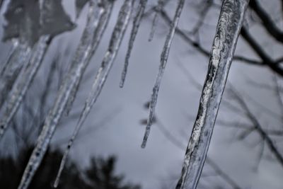 Close-up of frozen plant