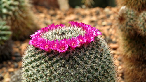 Close-up of cactus flower