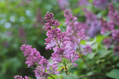 Close-up of pink flowering plant