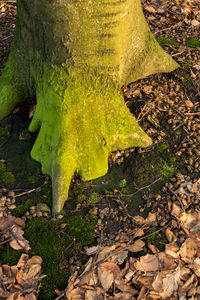 High angle view of tree in forest