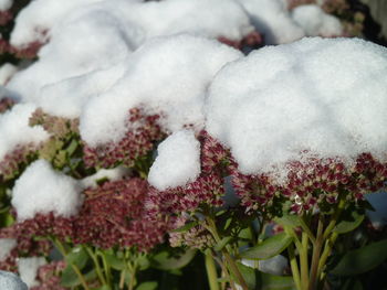 Close-up of white flowers
