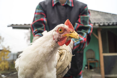 Midsection of man holding rooster