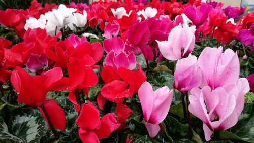 Close-up of pink flowers blooming outdoors