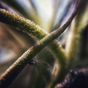 Macro shot of flowering plant