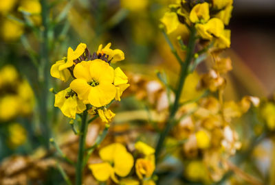 Close-up of yellow flowering plant on field