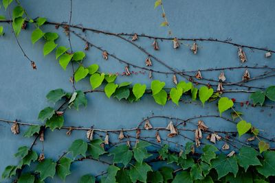 Low angle view of ivy on wall