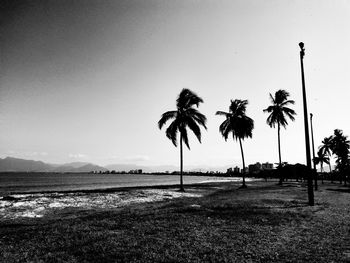 Palm trees by sea against sky